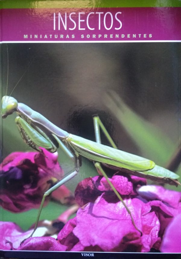 Mundo Animal - Insectos